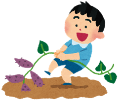 芋掘り