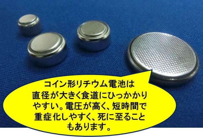 直径が大きく食道にひっかかりやすい。電圧が高く、短時間で重症化しやすく、死に至ることもあります。（写真）