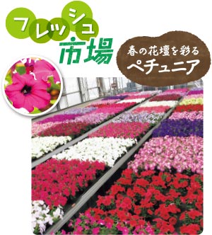 フレッシュ市場 [春の花壇を彩るペチュニア]