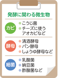 発酵に関わる微生物　（カビ）こうじ菌、チーズに使うアオカビなど　（酵母）清酒酵母、パン酵母、しょうゆ酵母など　（細菌）乳酸菌、納豆菌、酢酸菌など